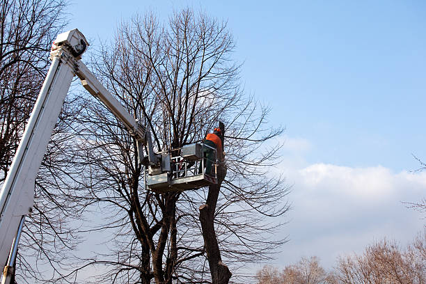 Trusted Hobart, IN Tree Services Experts